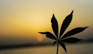 New NY Marijuana Advertising Laws - Klein Moynihan Turco LLP