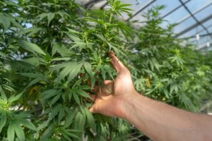 Let’s Get into the Weed of It: A Guide to Marijuana Marketing