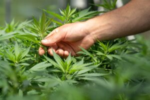 cannabis marketing