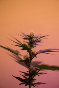 cannabis ads a close up of a marijuana plant