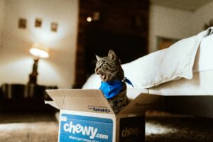 cat in a chewy box the pet supply delivery service its a cute grey cat website ada